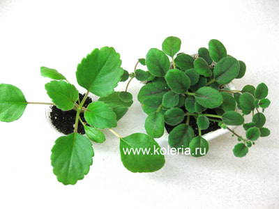  dianthiflora (,  3)