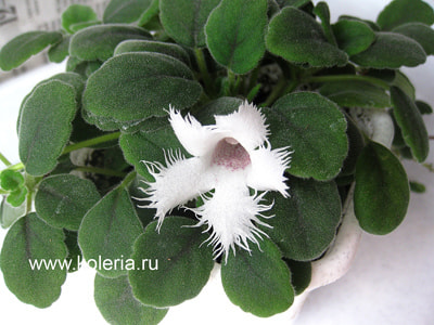  dianthiflora (,  2)