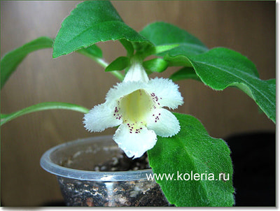  punctata (,  1)