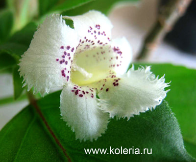  punctata (,  2)