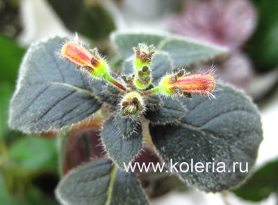  'Rosea' (,  1)