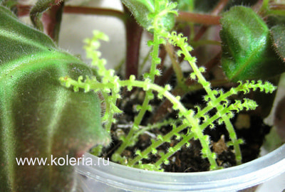 Gloxinella lindeniana ( ) (, )