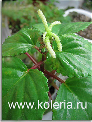  perennis (,  )