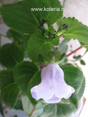  perennis (,  2)
