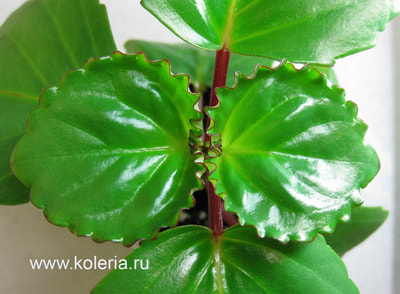  perennis (,  1)