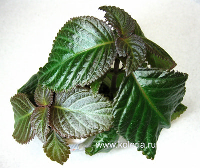  luteolum (,  2)