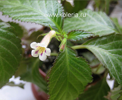  luteolum (,  1)