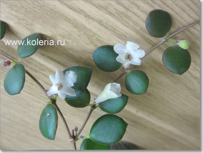  digna (,  3)
