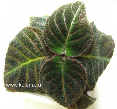  hypocyrtiflora (,  1)