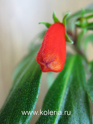  sylvatica (,  2)