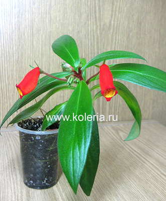  sylvatica (,  3)
