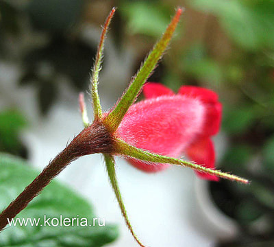  nematanthodes 'Evita' (,  8)