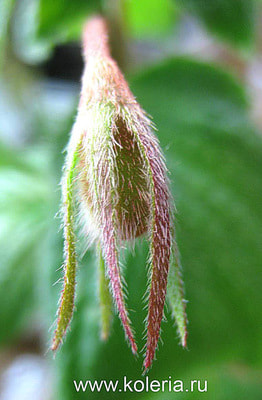  nematanthodes 'Evita' (,  6)
