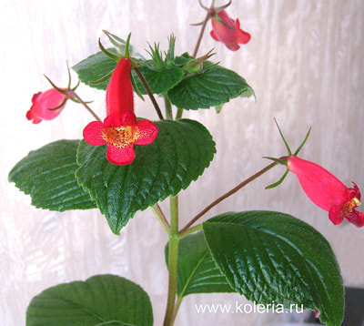  nematanthodes 'Evita' (,  1)