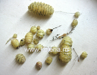  nematanthodes 'Evita' (, )