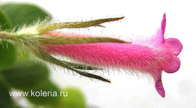gymnostoma (,  5)