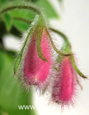 gymnostoma (,  6)