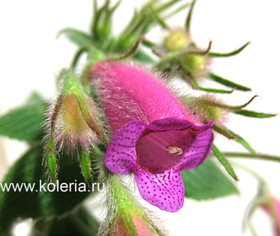gymnostoma (,  7)