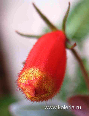 Little Red (,  8)