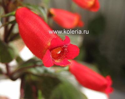 Little Red (,  11)