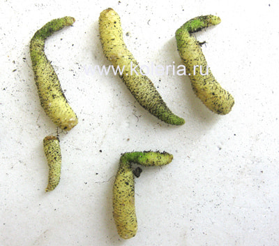  verticillata (ehrenbergii) (, )