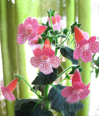  amabilis (,  2)