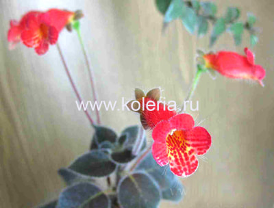  amabilis var. bogotensis (,  1)