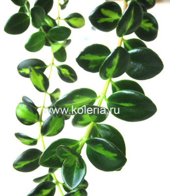  gregarius dibleys gold (,  2)