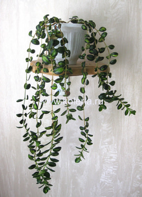  gregarius dibleys gold (,  1)