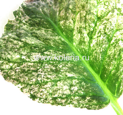  speciosa Aurora Borealis (,  2)