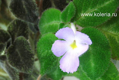  lilacine Viridis (,  2)