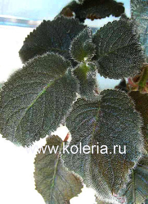  lilacine "Panama White" (,  2)