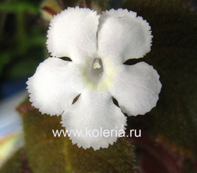  lilacine "Panama White" (,  3)