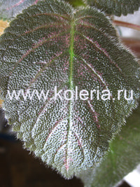  lilacine "Panama White" (,  1)