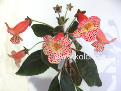  SRG's Citronella (,  1)