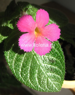 Harmony's Slinky Pink (,  3)