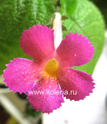 Harmony's Slinky Pink (,  4)