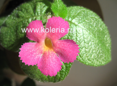Harmony's Slinky Pink (,  5)