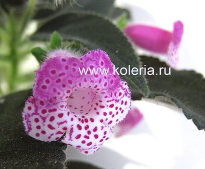  Yf's Tilda (,  1)