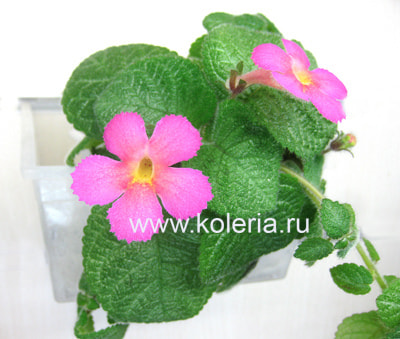 Harmony's Slinky Pink (,  1)