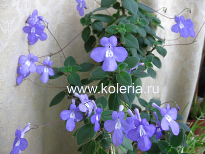  Concord Blue (. ) (,  1)