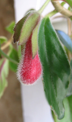  crassifolius (Schott) Wiehler 'Carangola' (,  4)