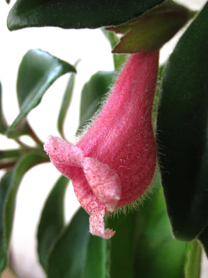  crassifolius (Schott) Wiehler 'Carangola' (,  3)