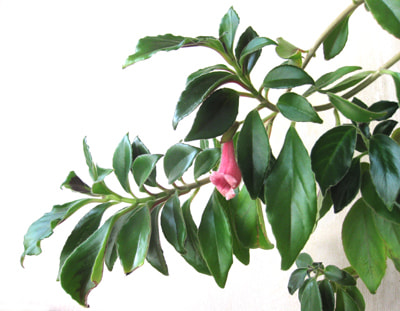  crassifolius (Schott) Wiehler 'Carangola' (,  2)