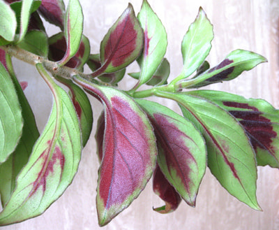  crassifolius (Schott) Wiehler 'Carangola' (,  1)