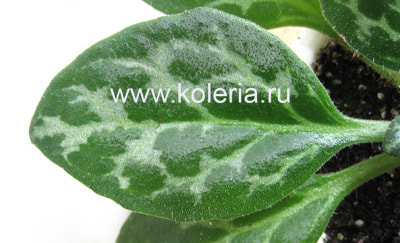 Deinostigma cyrtocarpum (,  1)