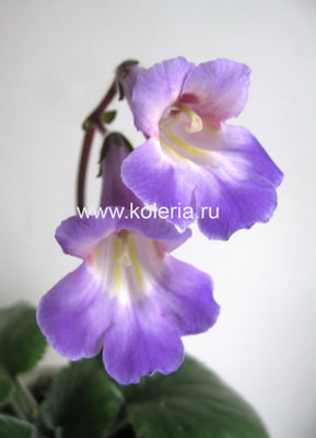 ��������� Atsuko (����, ��� 1)