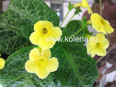 ������� My Precious (����, ��� 1)