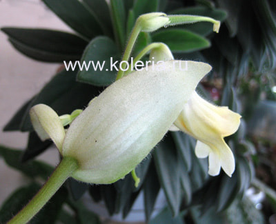 ��������� Kitaguni (����, ��� 5)