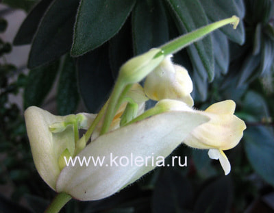 ��������� Kitaguni (����, ��� 6)